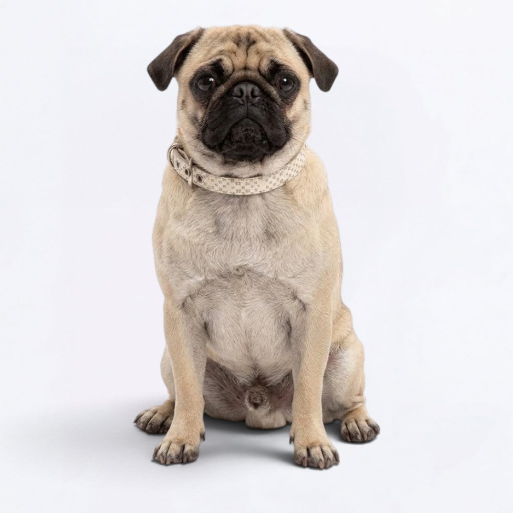Nala - Adjustable Pug Collar