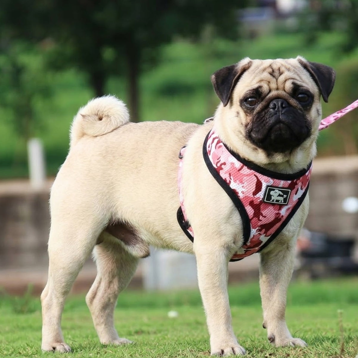 CamoPaw-Pug-Adjustable-Harness-Set.jpg