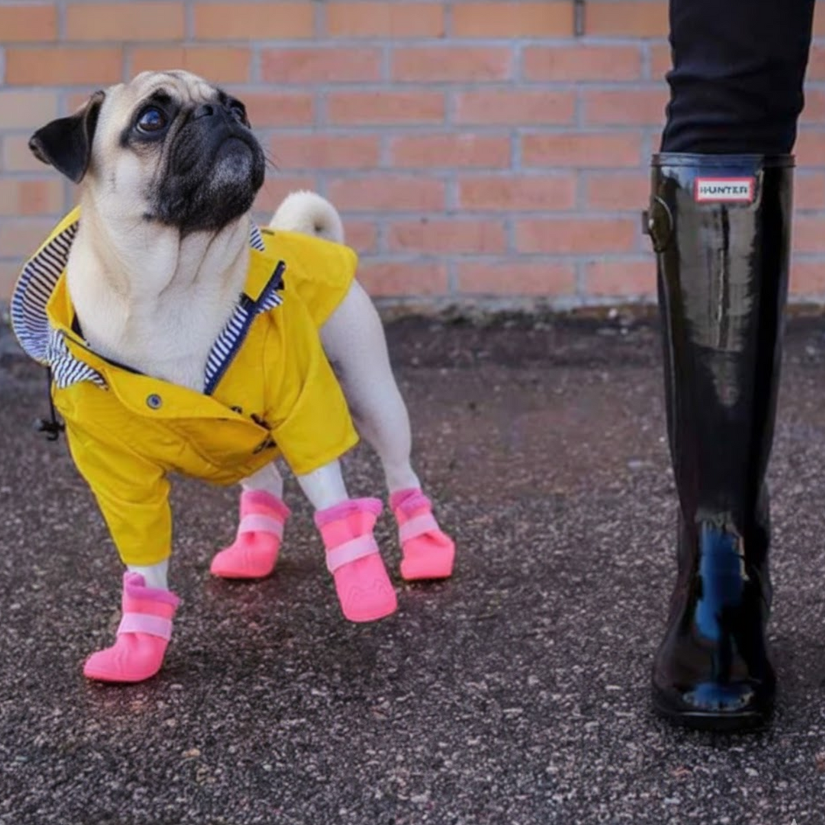 Cooper-Pug-Raincoat.jpg