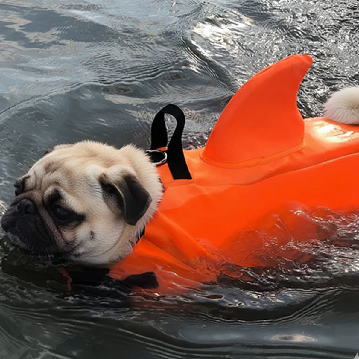 Finzy-Pug-Shark-Life-Vest.jpg