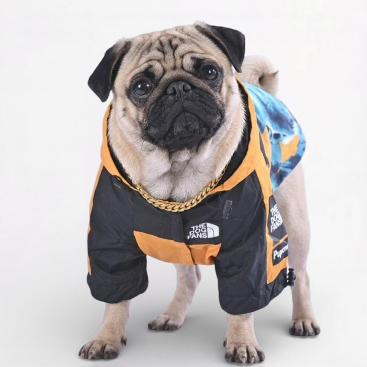 LibertyShield-Pug-Raincoat.jpg
