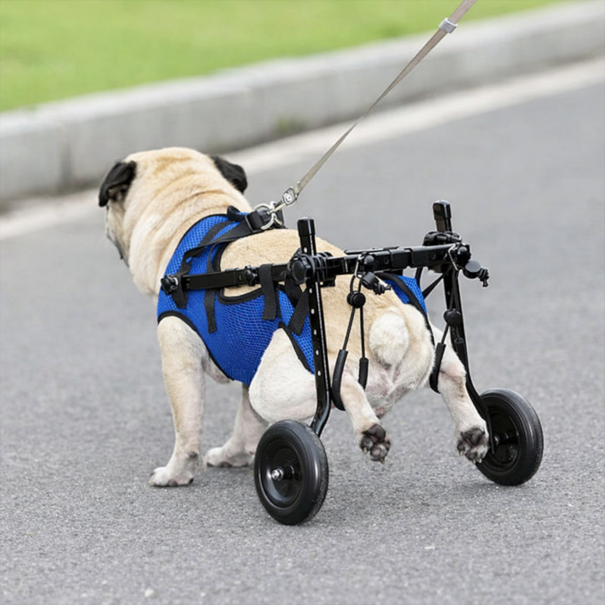 MobilityPup-Pug-Premium-Wheelchair.jpg