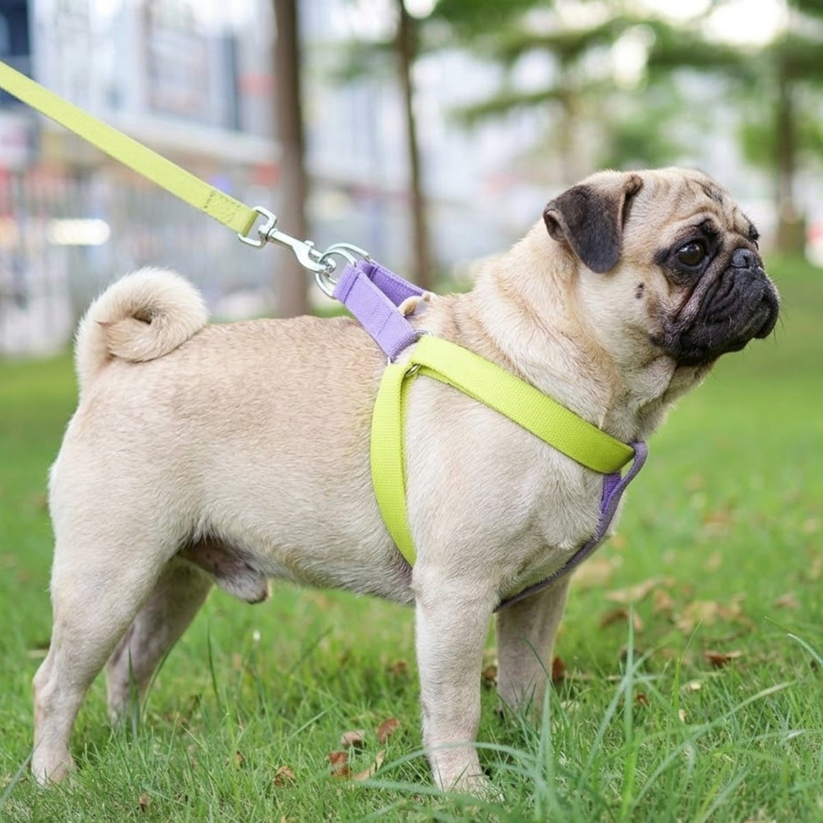 PawVibe-Pug-Harness-Leash-Set.jpg
