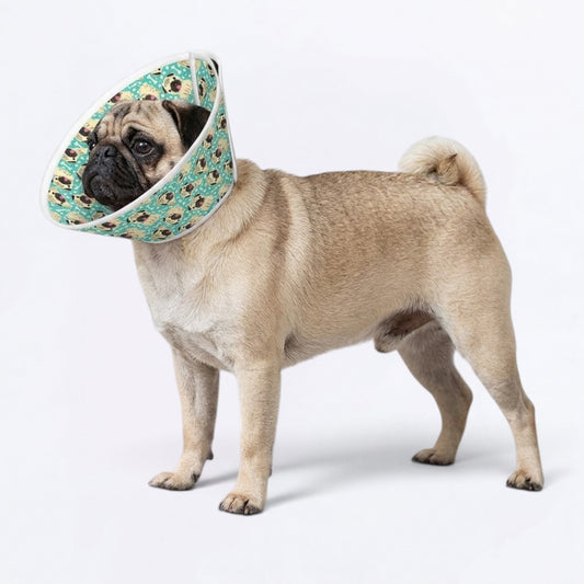 Charlie - Elizabethan Cone Collar Pug Fit