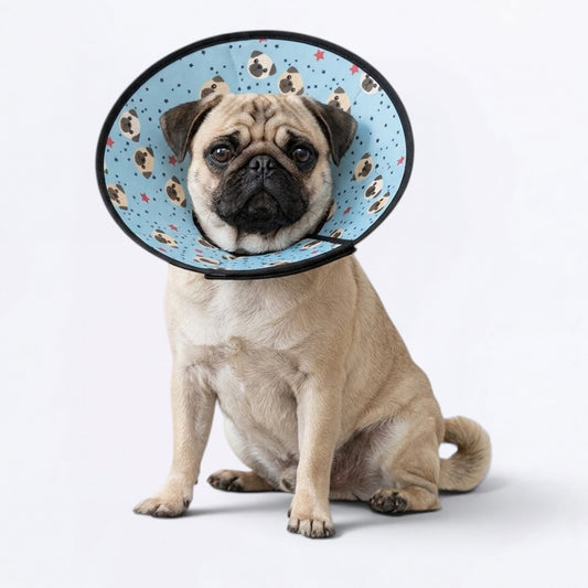 Lily - Elizabethan Cone Collar Pug Fit