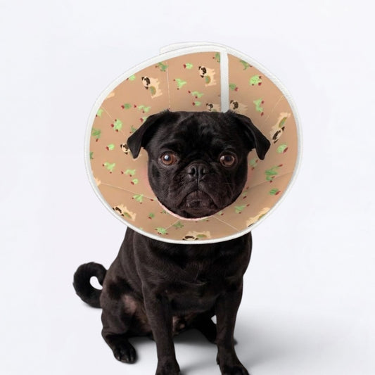 Juno - Elizabethan Cone Collar Pug Fit