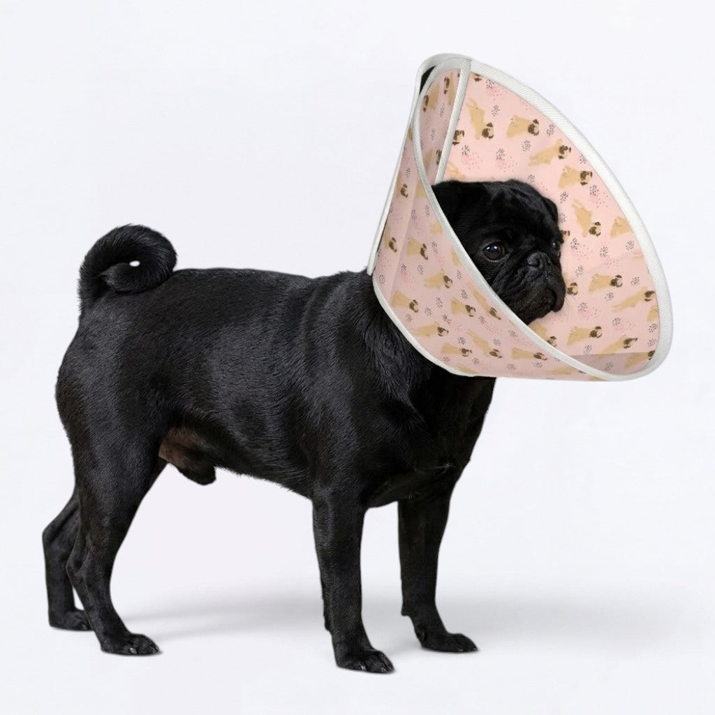 Maxy - Elizabethan Cone Collar Pug Fit