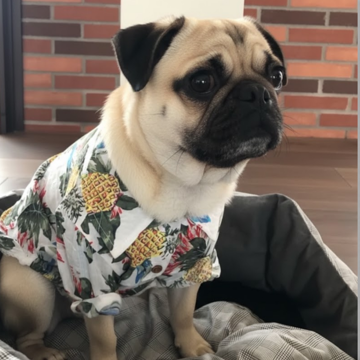 TropiPaw-Pug-Stylish-Shirts.jpg