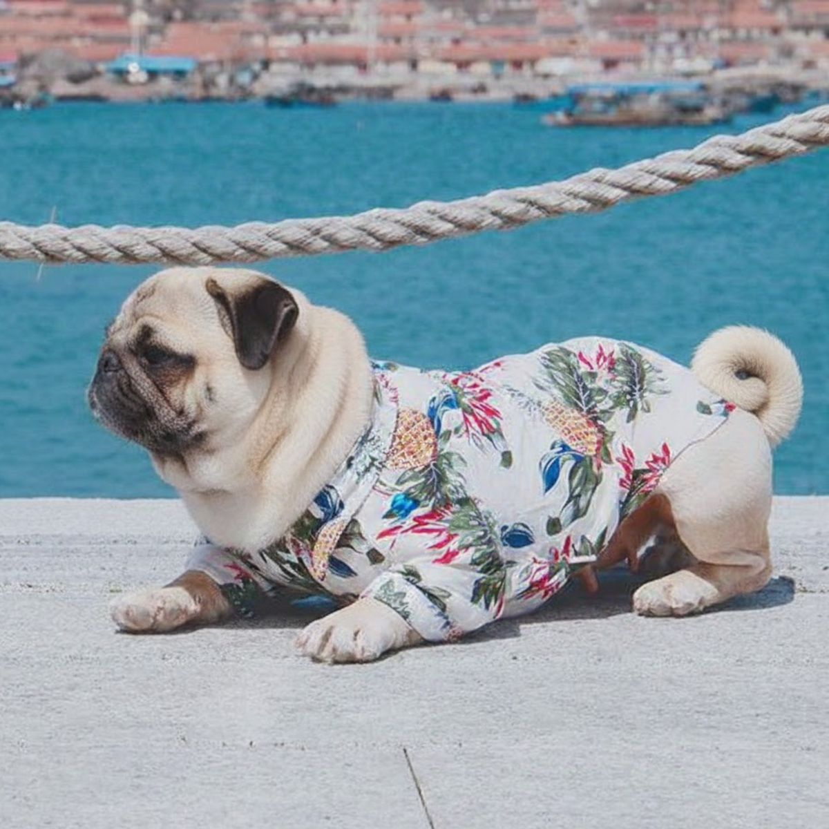 TropiPaw-Pug-Stylish-Shirts.jpg