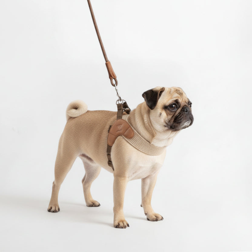 Velora-Pug-Harness-Leash-Set.jpg
