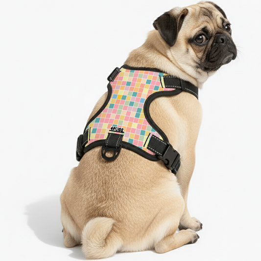 Storm - Pug Dog Harness