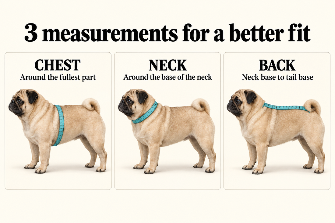 How to Measure Your Pug for Clothes: A Simple Fit Guide