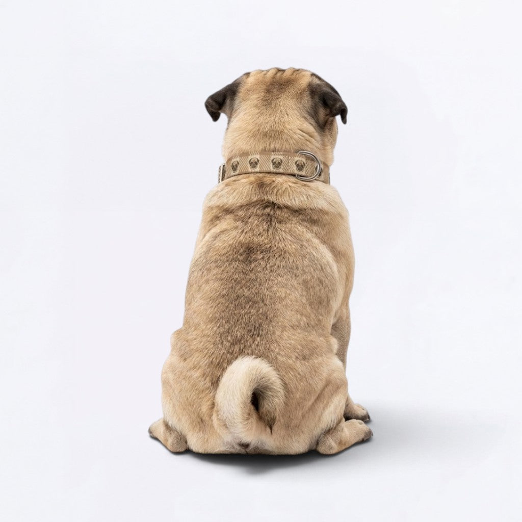 Luna  - Adjustable Pug Collar