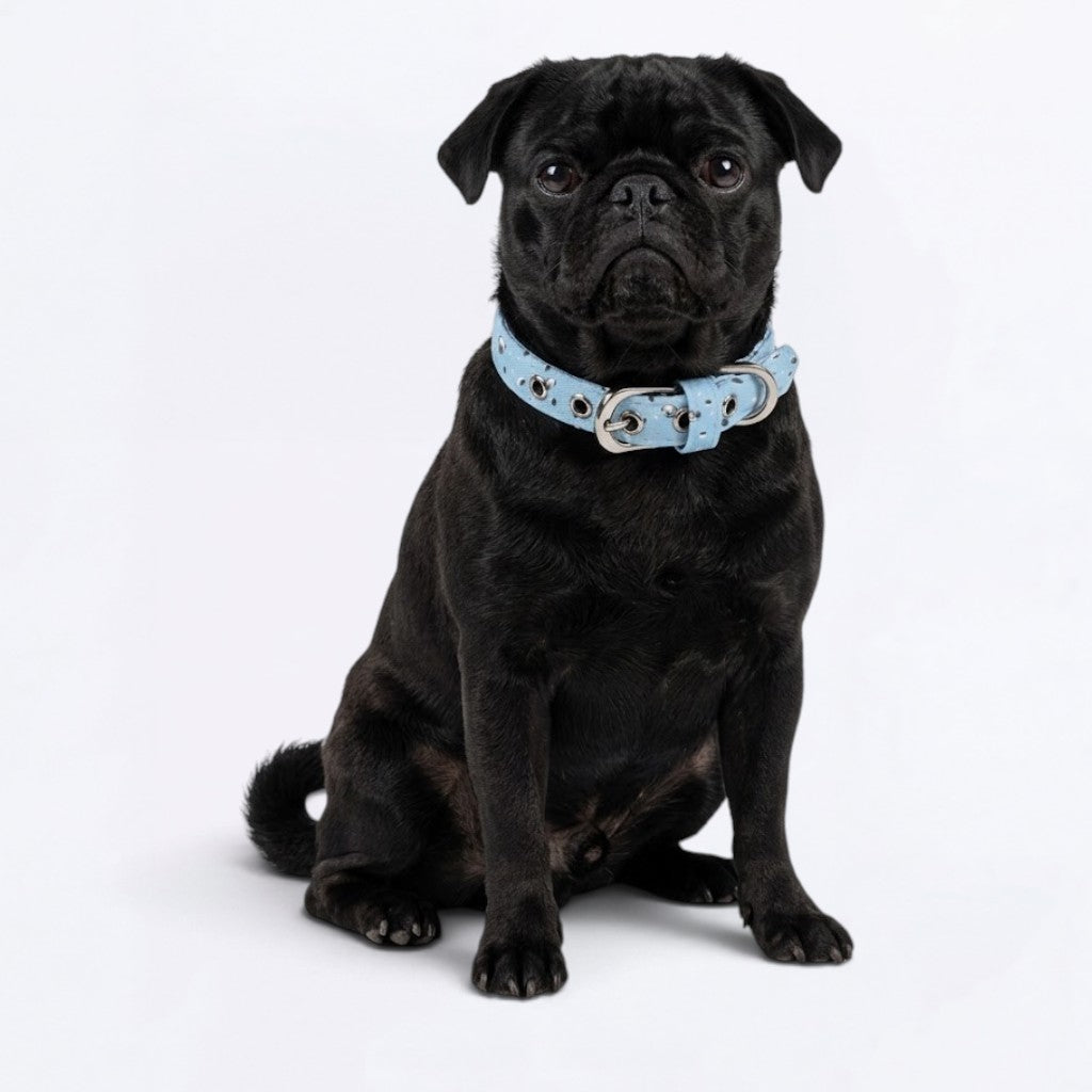Jack - Adjustable Pug Collar
