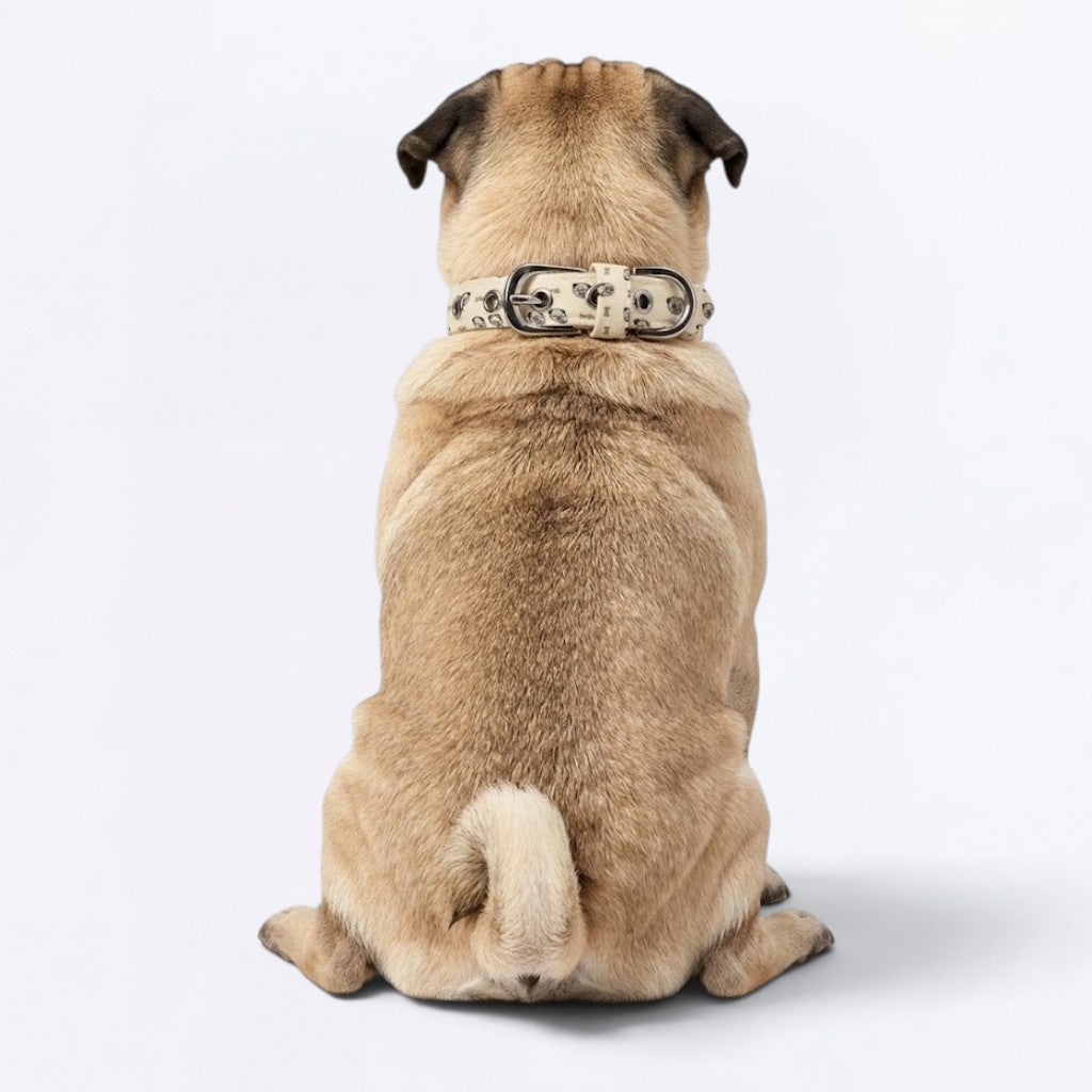 Ace  - Adjustable Pug Collar