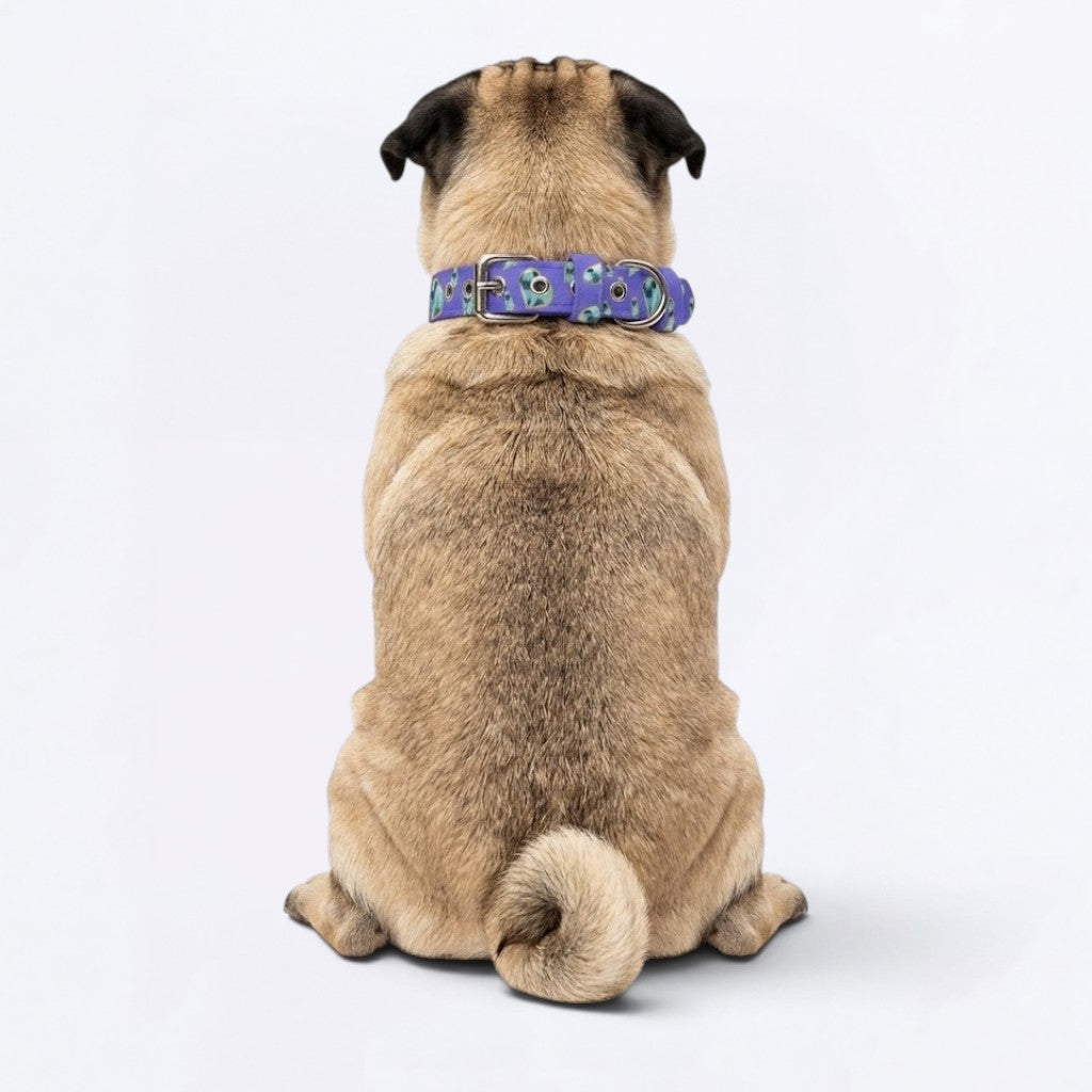 Ceasar - Adjustable Pug Collar