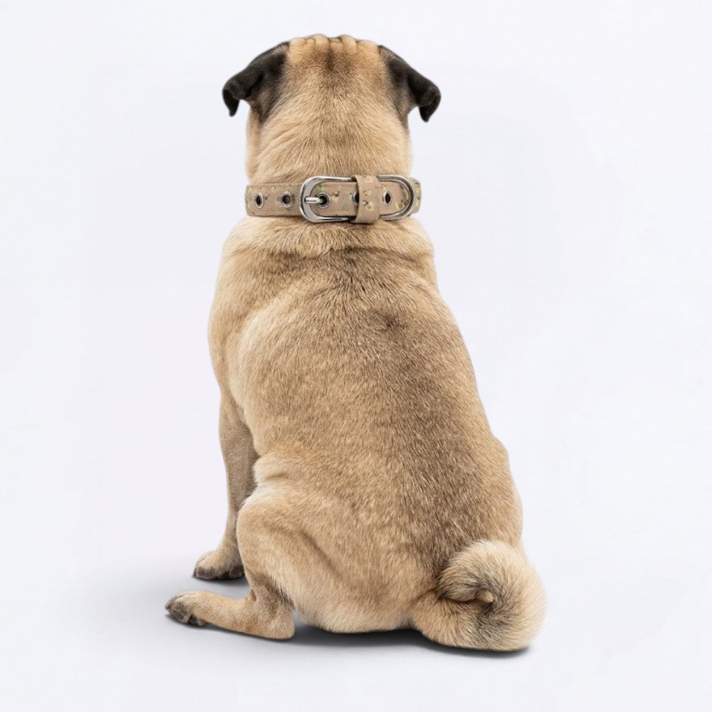 Rocky - Adjustable Pug Collar