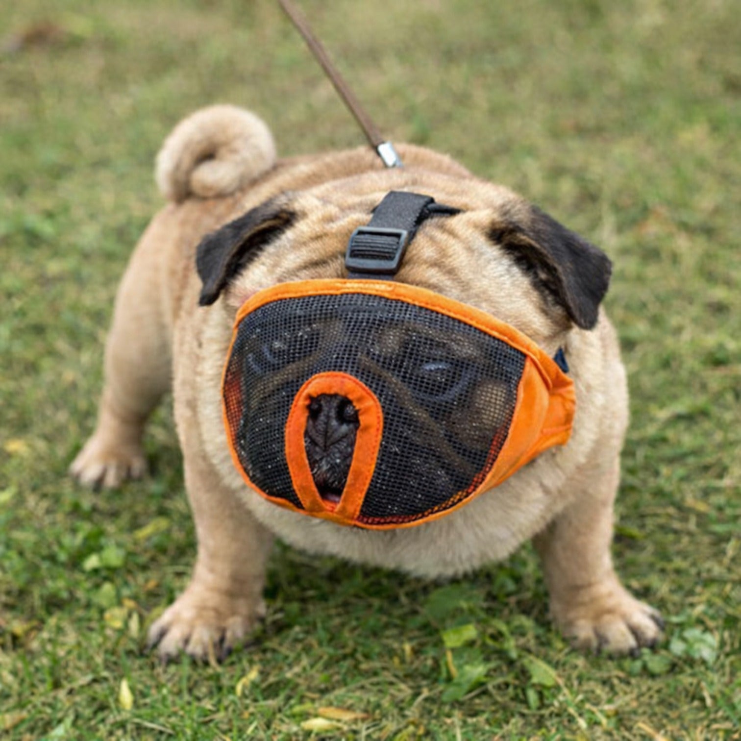 AirGuard-Pug-Muzzle.jpg