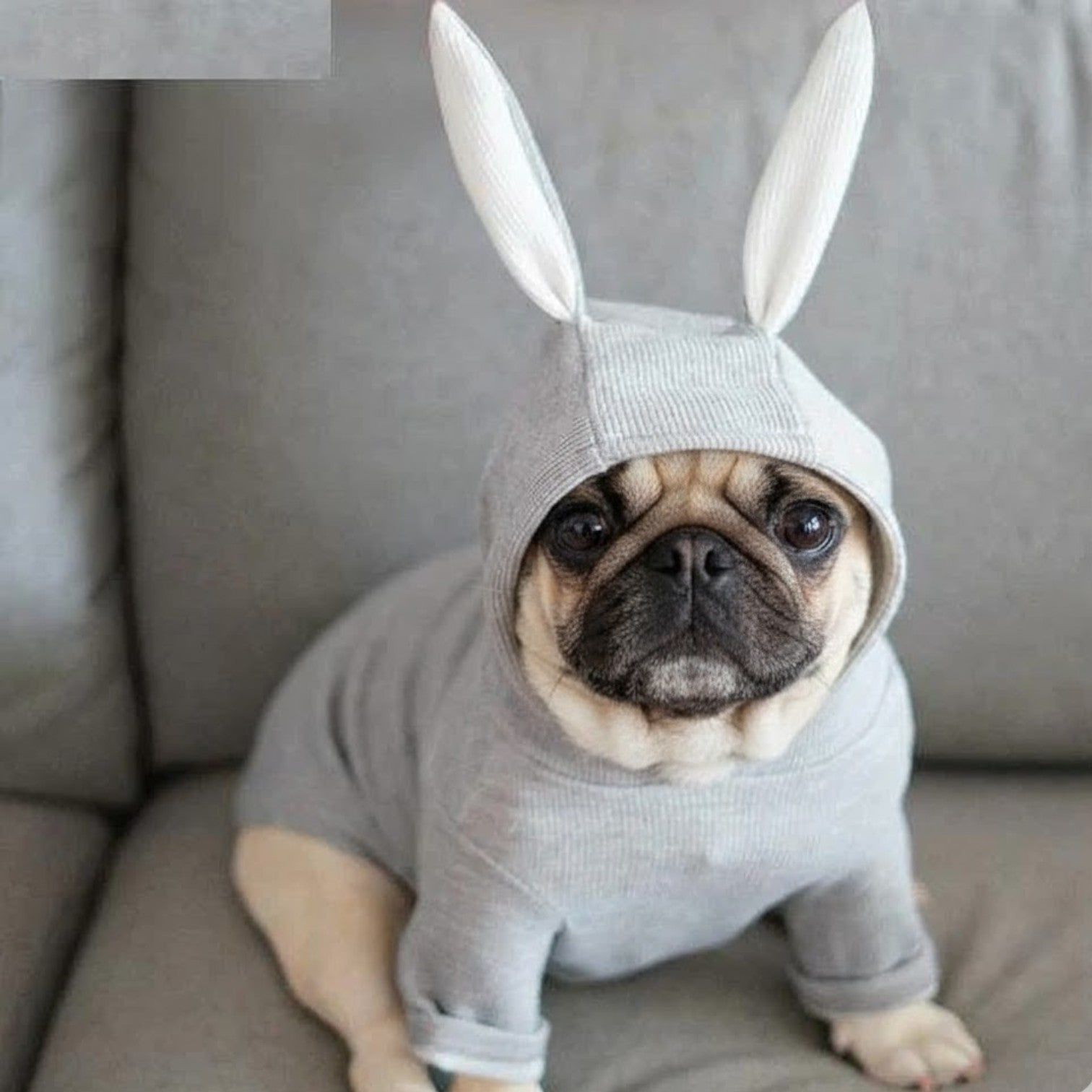 BunPaw-Pug-Rabbit-Hoodie.jpg