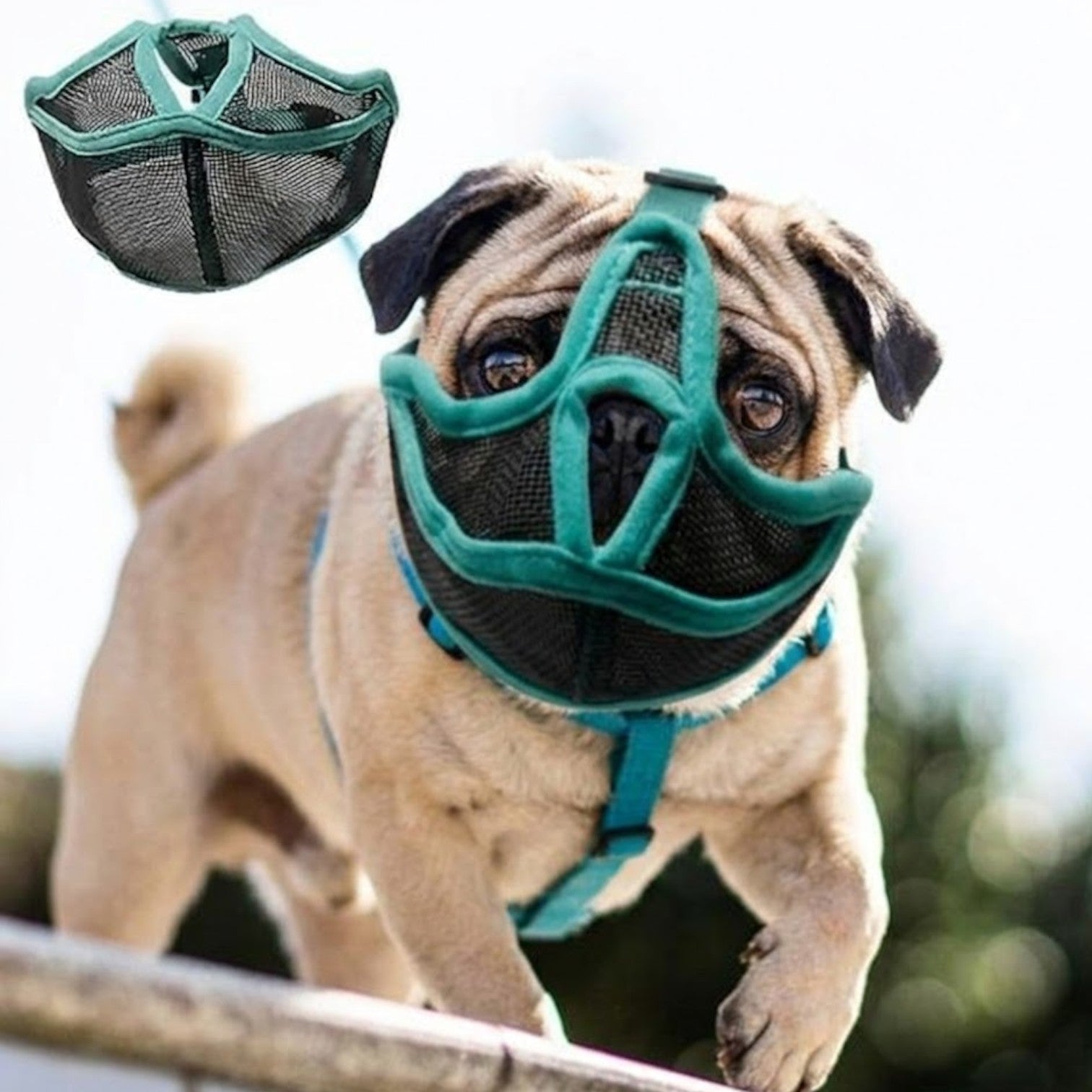 CalmPaw-Pug-Soft-Mesh-Muzzle.jpg