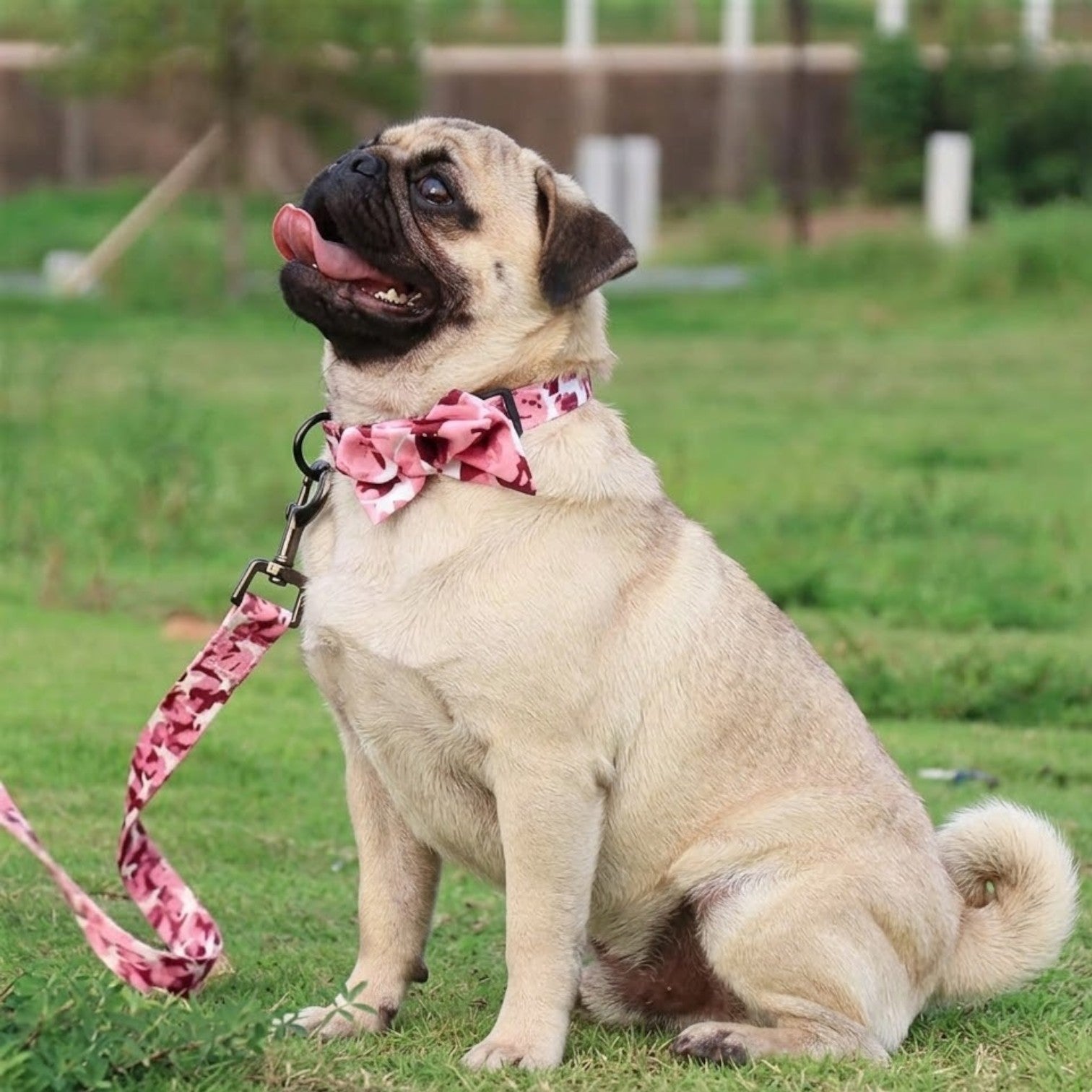 CamoPaw-Pug-Adjustable-Harness-Set.jpg