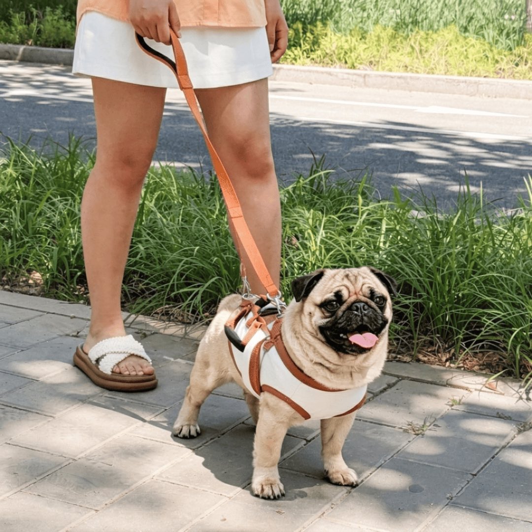 CarryNest-Pug-Carrier-Backpack.jpg