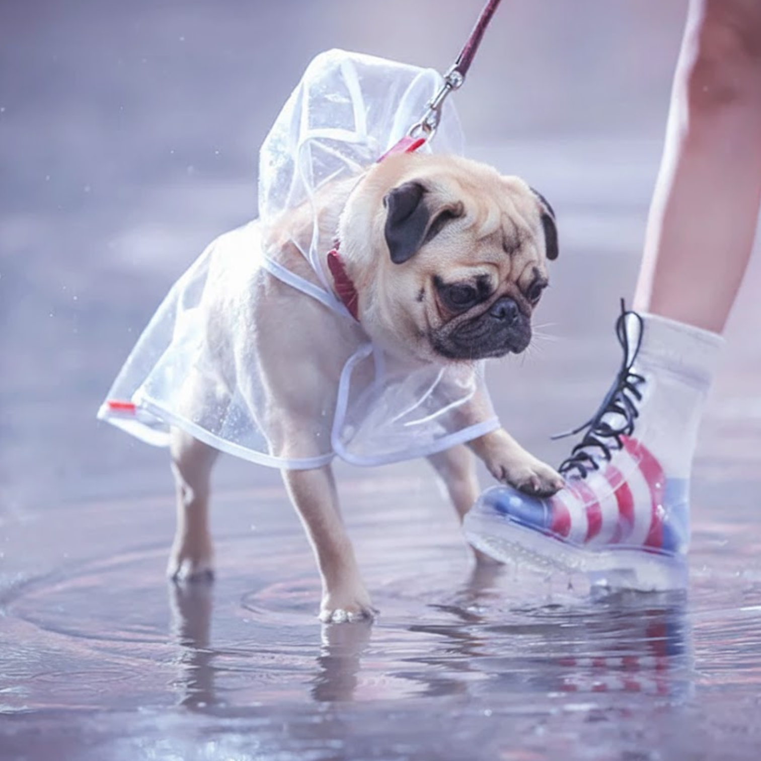 ClearShield-Pug-Transparent-Raincoat.jpg