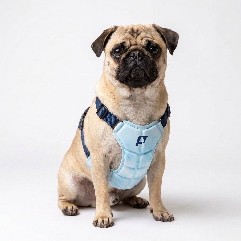 CoolPaw-Pug-Cooling-Harness.jpg