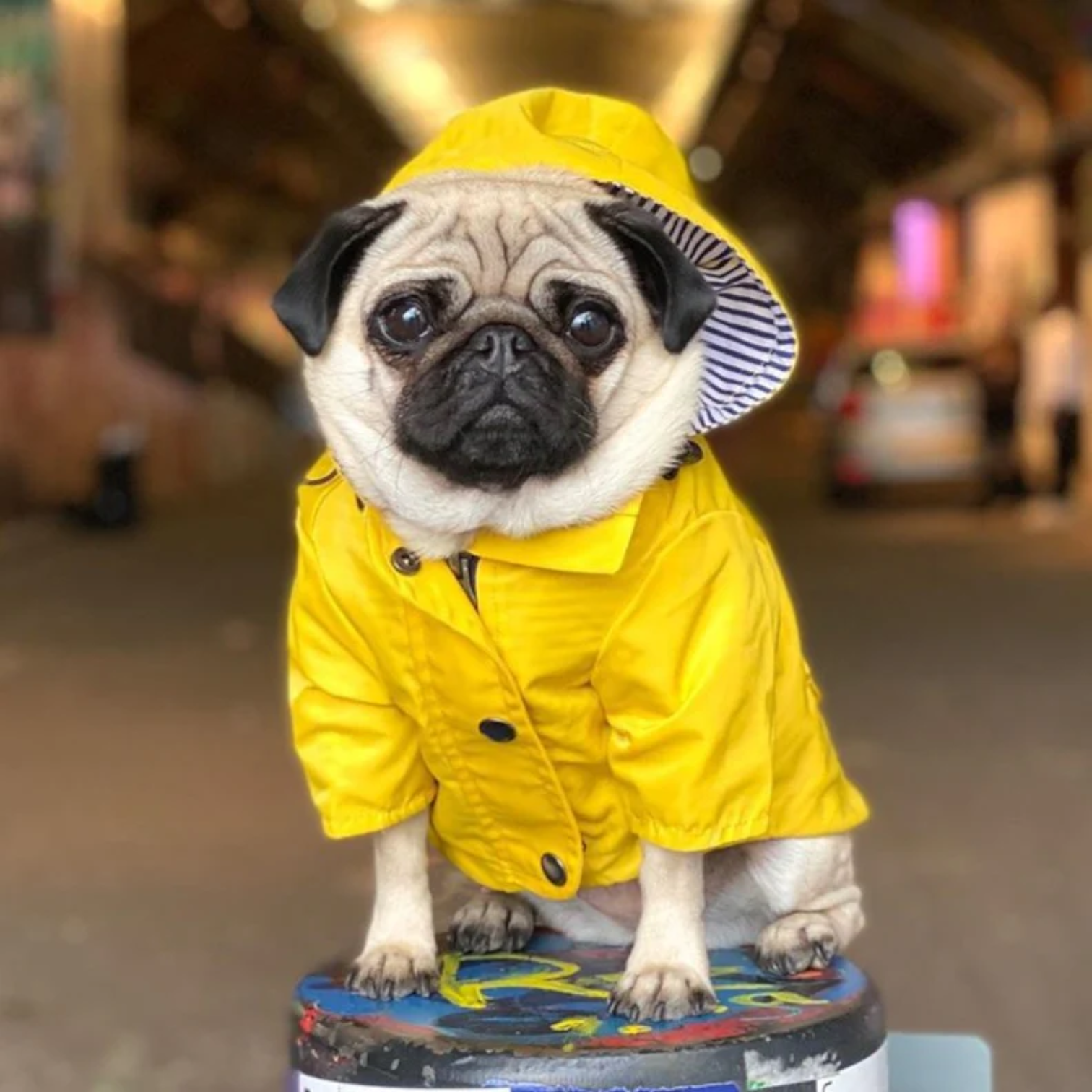 Cooper-Pug-Raincoat.jpg