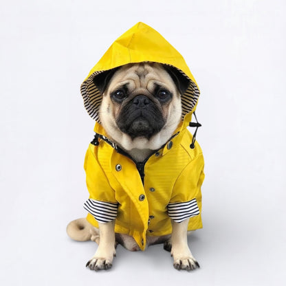 Cooper-Pug-Raincoat.jpg