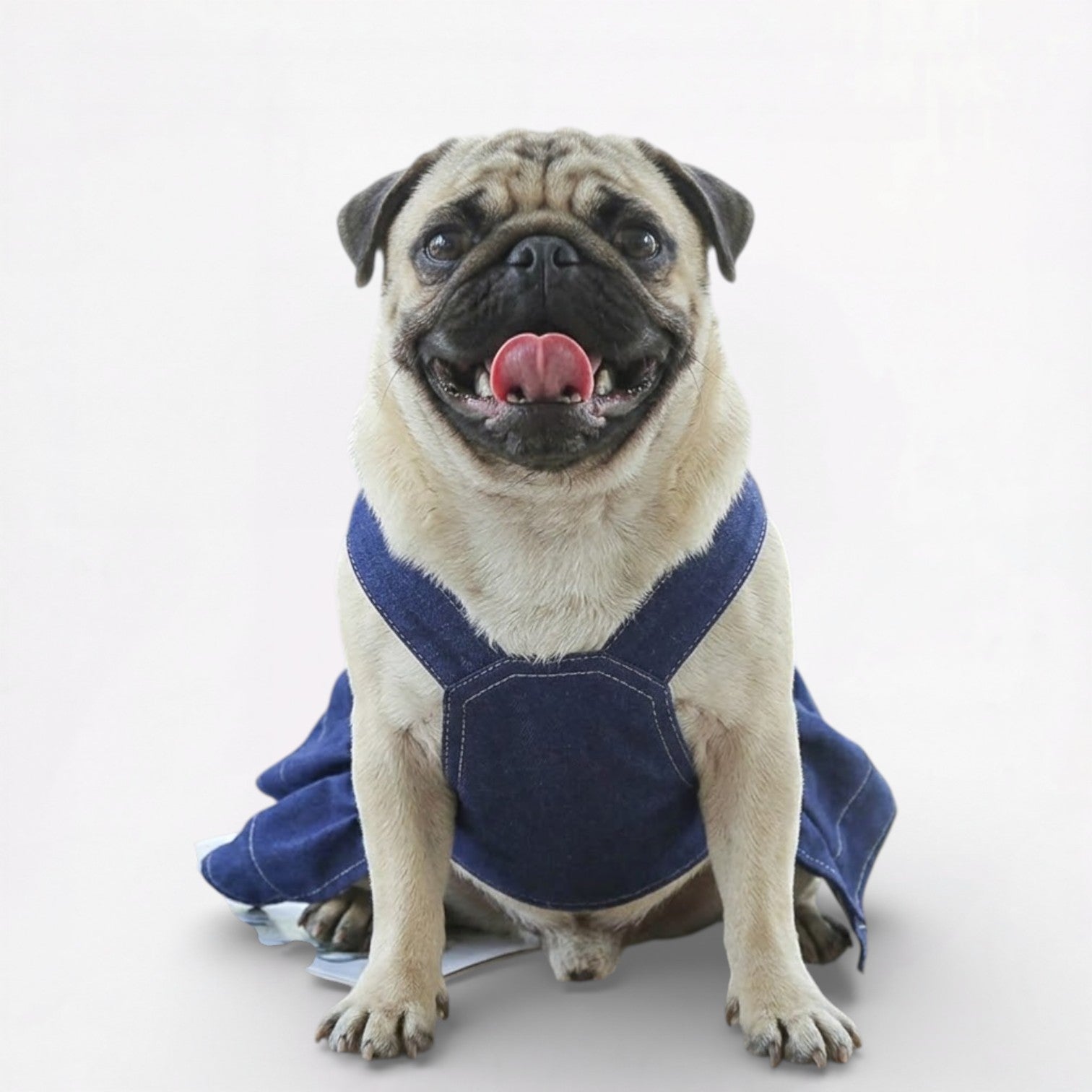 DenimPaw-Pug-Stylish-Denim.jpg