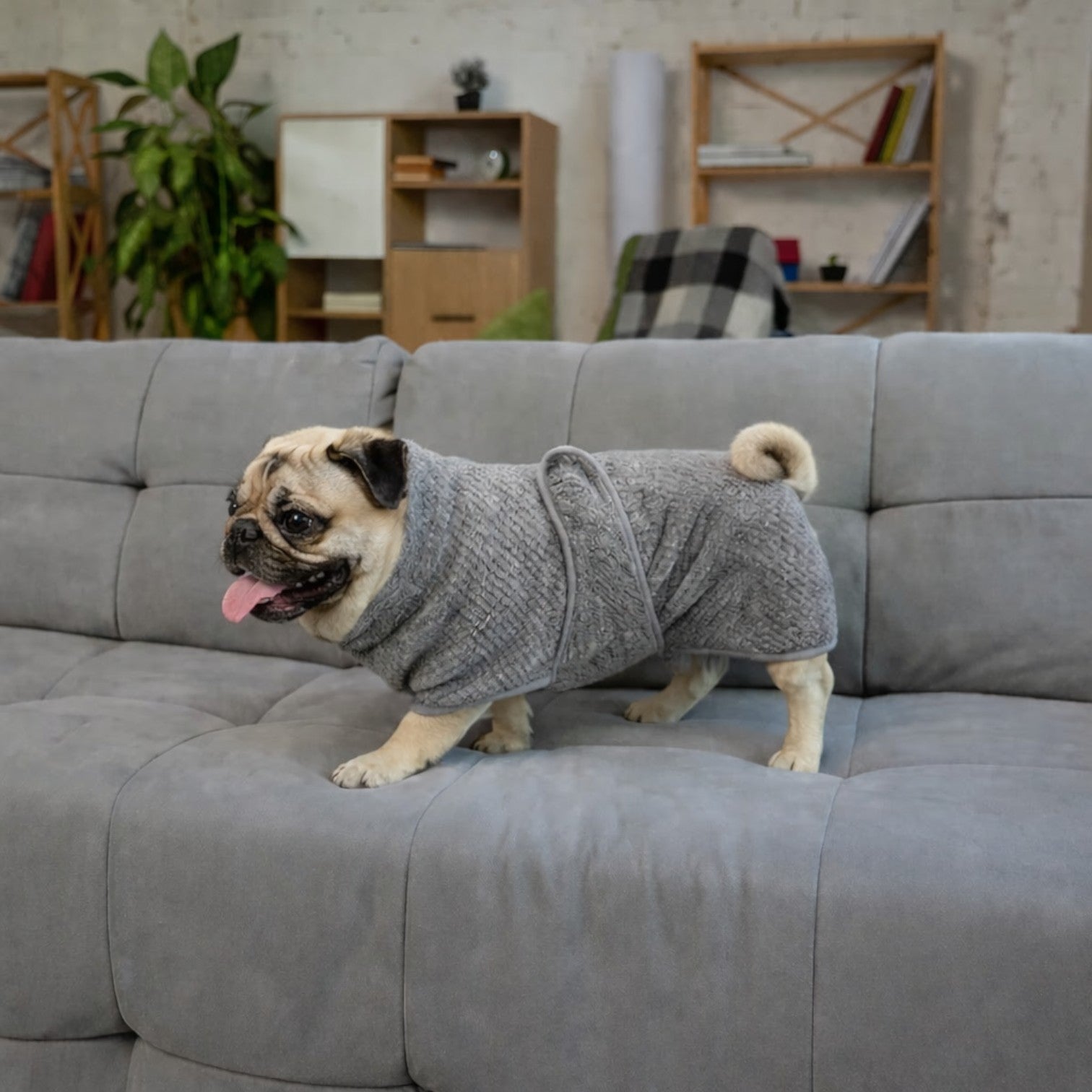 DryPaw-Pug-Microfiber-Drying-Coat.jpg