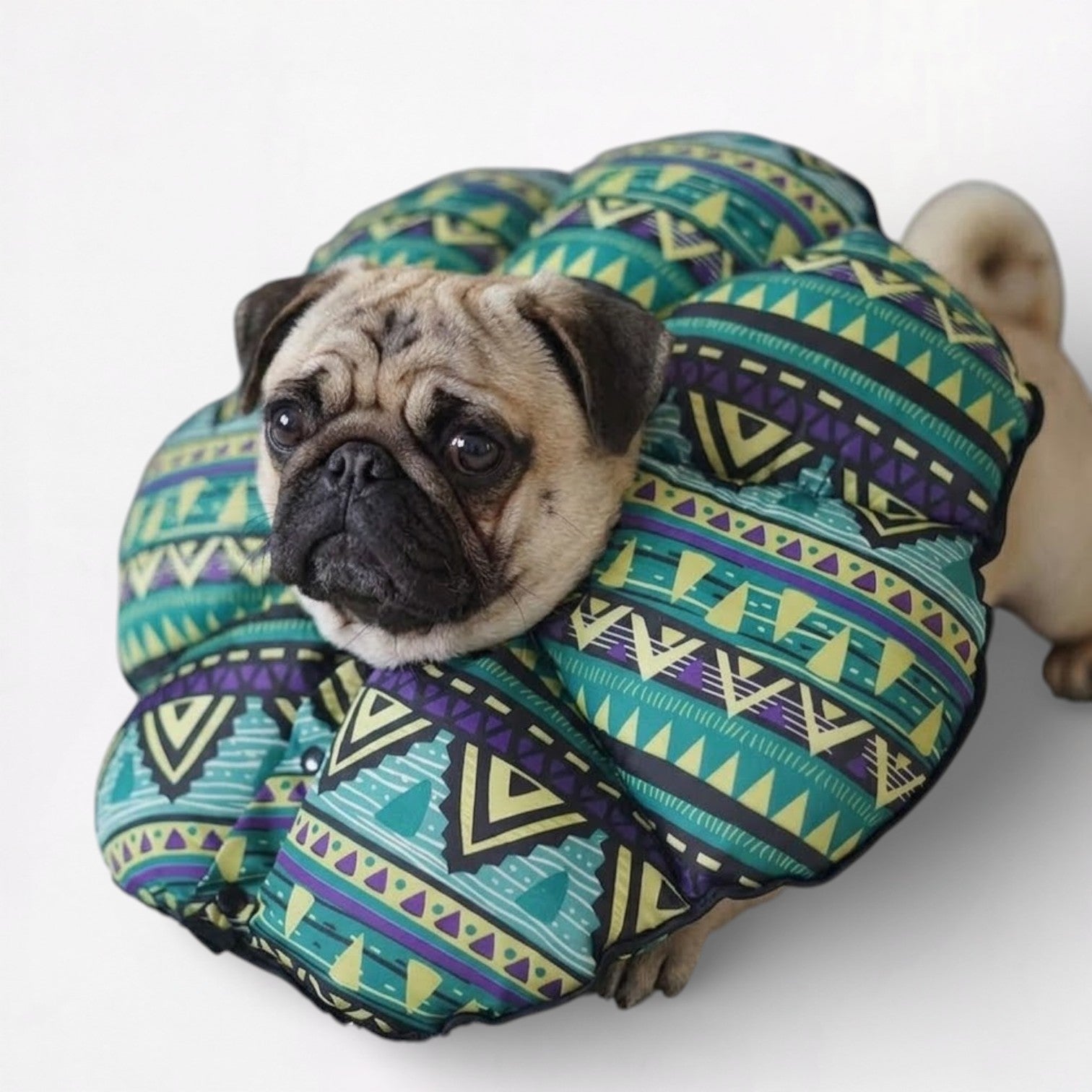 ElizaPaw-Pug-Soft-Elizabethan.jpg