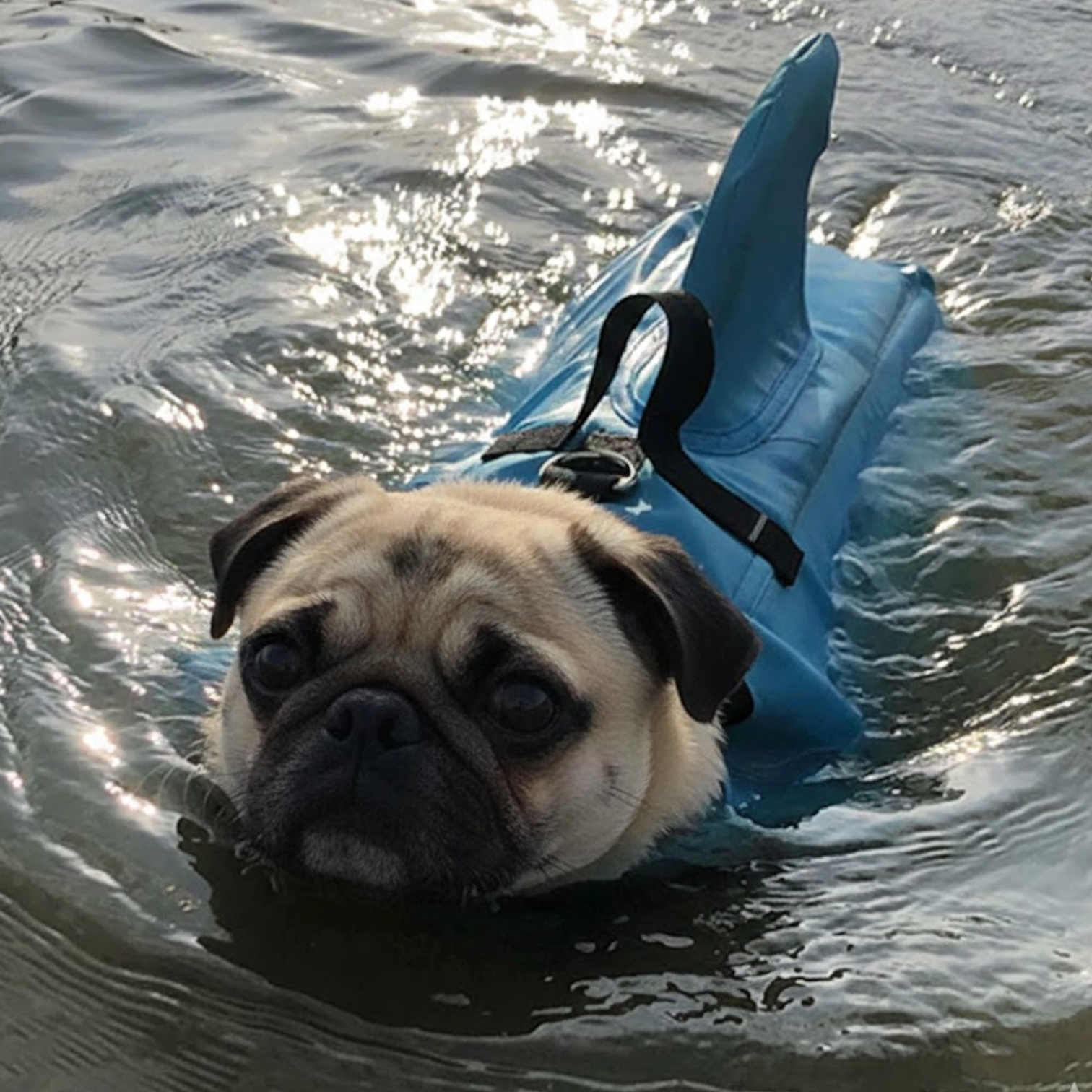 Finzy-Pug-Shark-Life-Vest.jpg