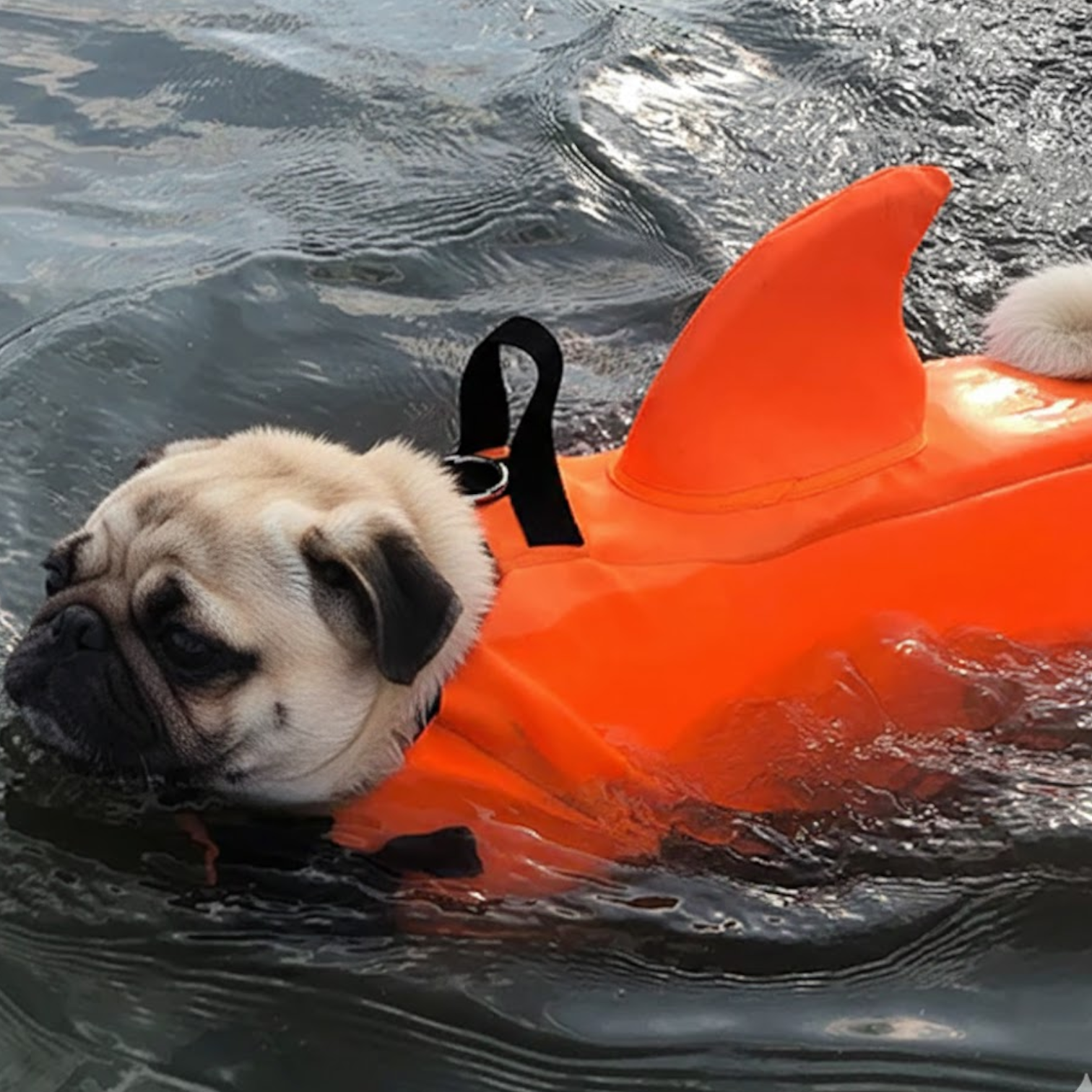 Finzy-Pug-Shark-Life-Vest.jpg