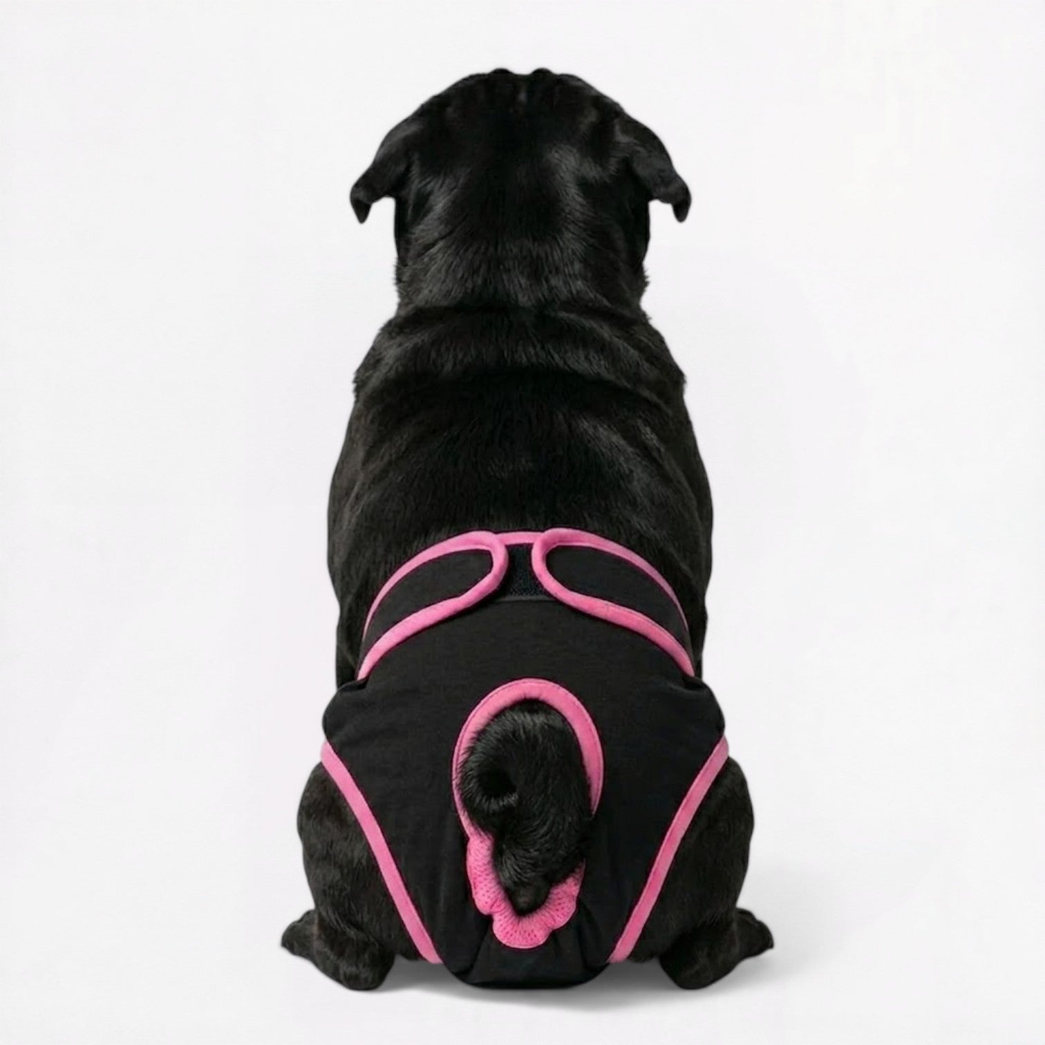 FlexiPaw-Pug-Adjustable-Diaper.jpg