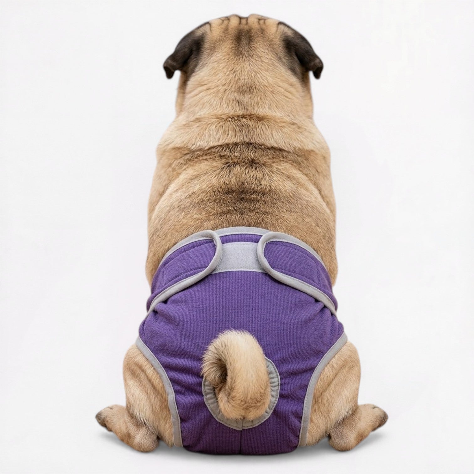 FlexiPaw-Pug-Adjustable-Diaper.jpg