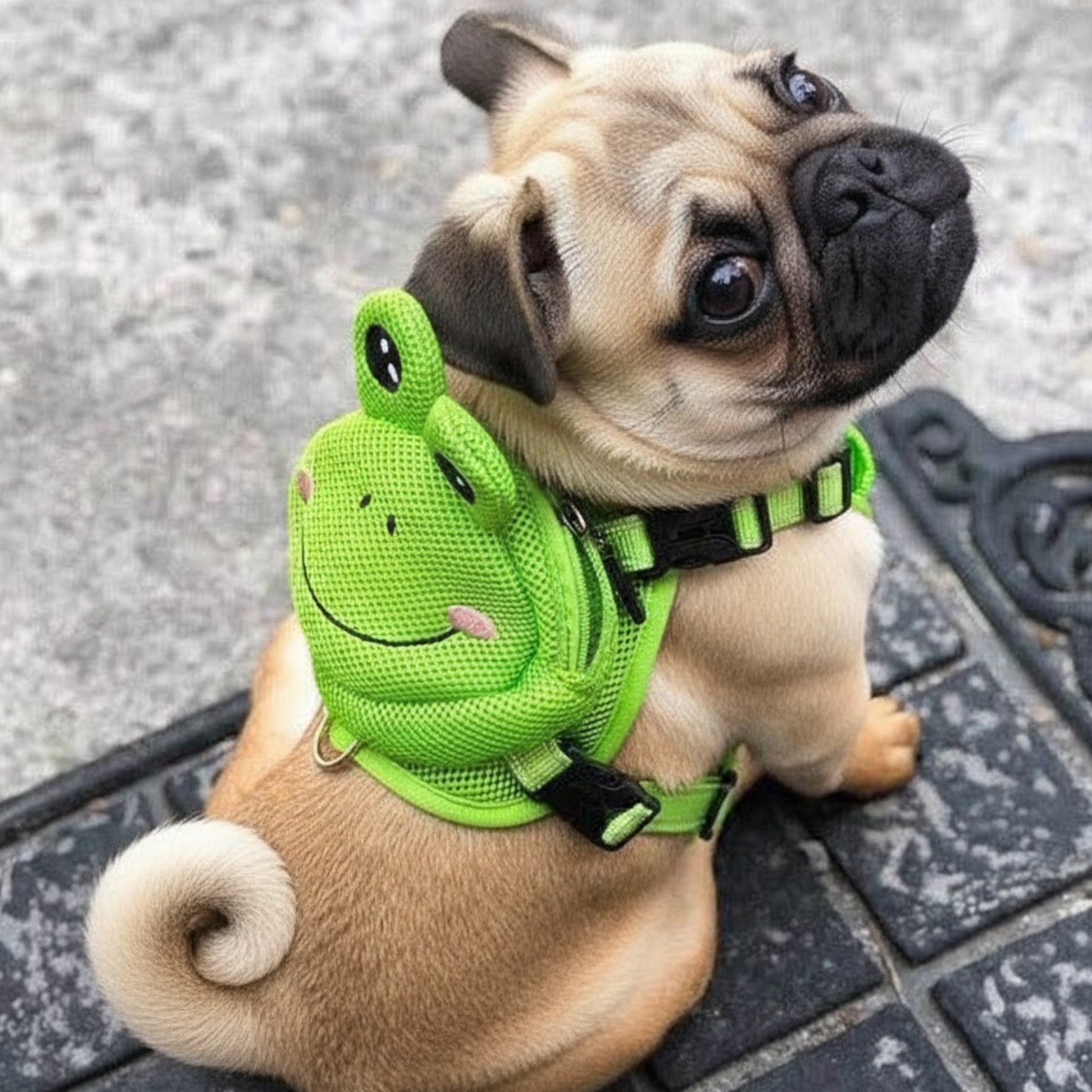 Froggy-Pug-Backpack-Harness-Set.jpg