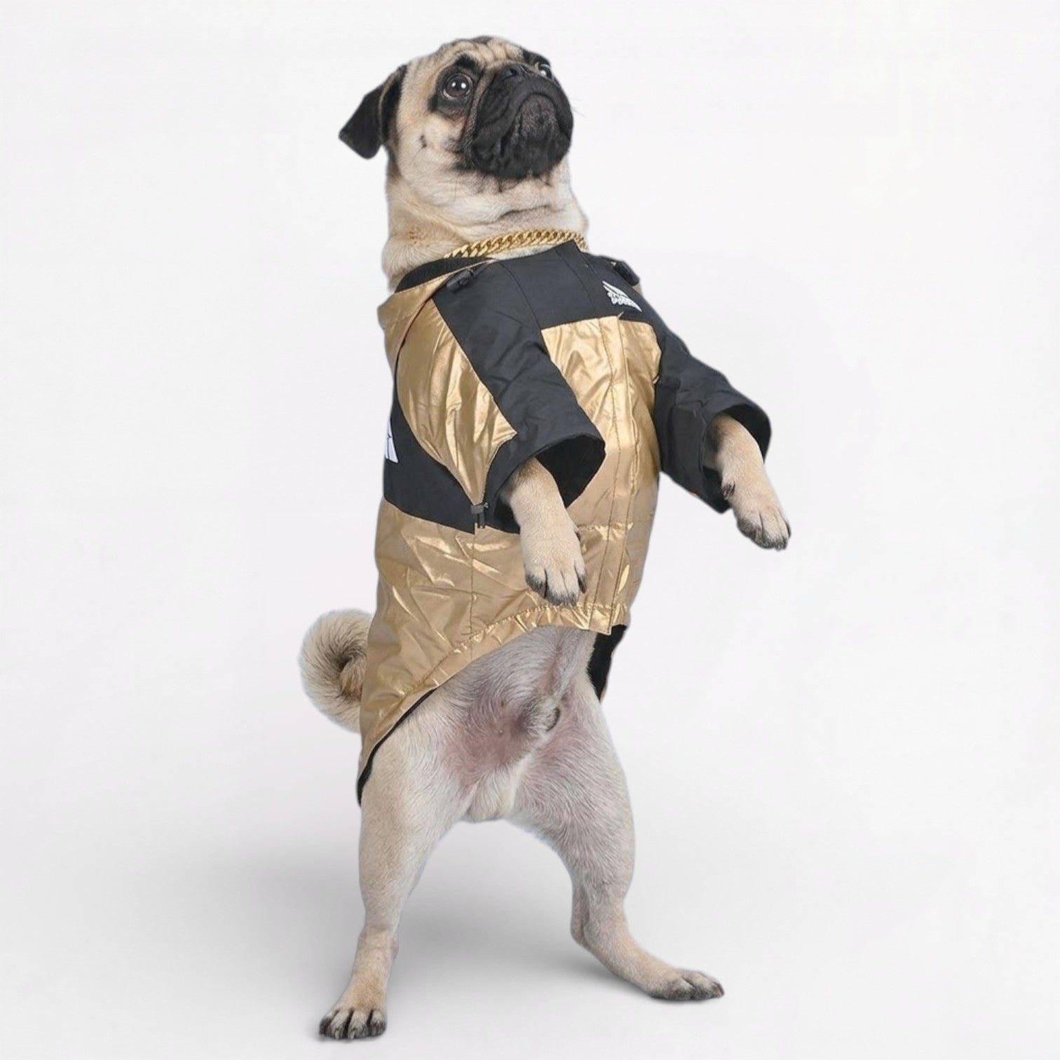GoldShield-Pug-Luxury-Raincoat.jpg