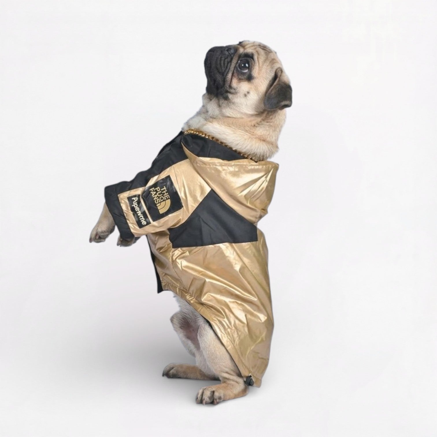 GoldShield-Pug-Luxury-Raincoat.jpg