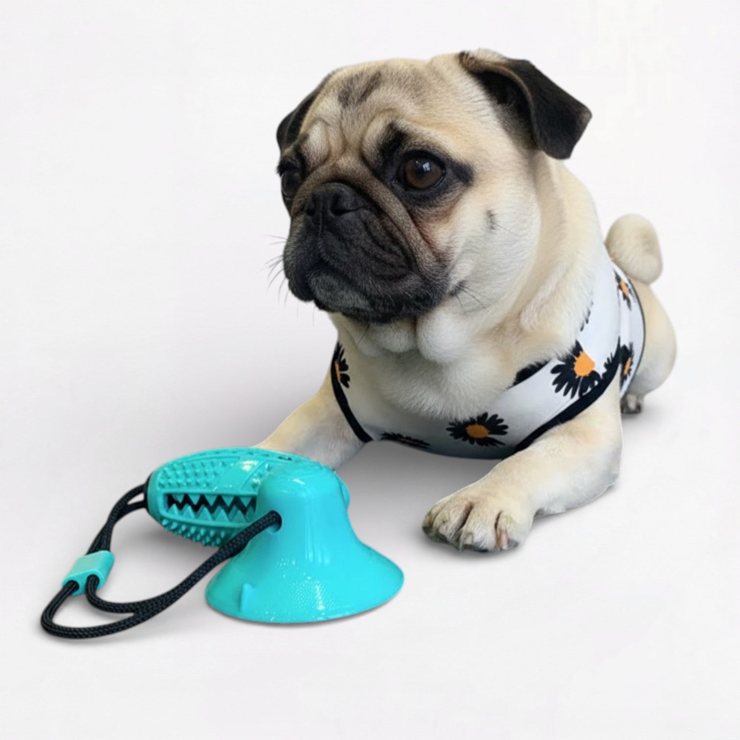 Gripzy-Pug-Suction-TugToy.jpg