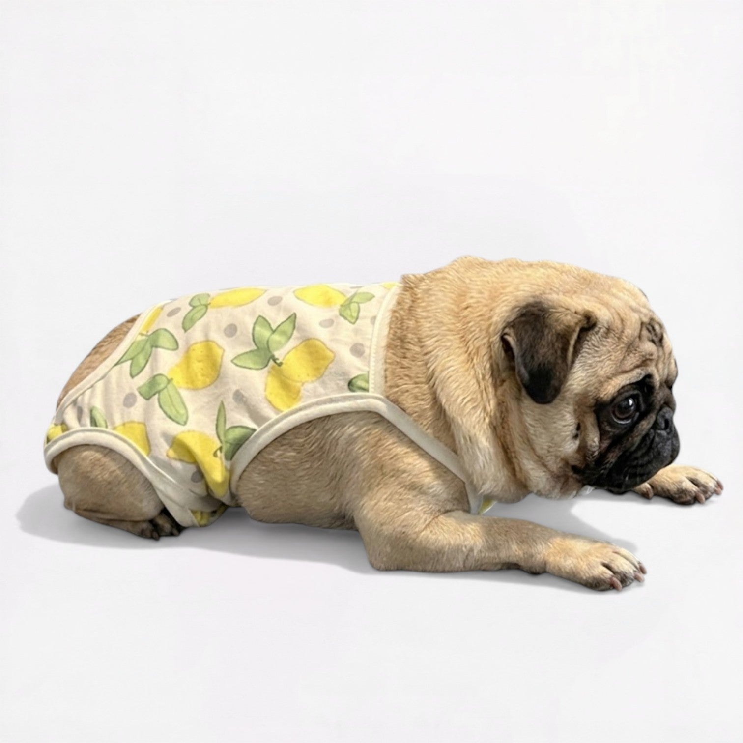 LemoPaw-Pug-Menstrual-Diaper.jpg