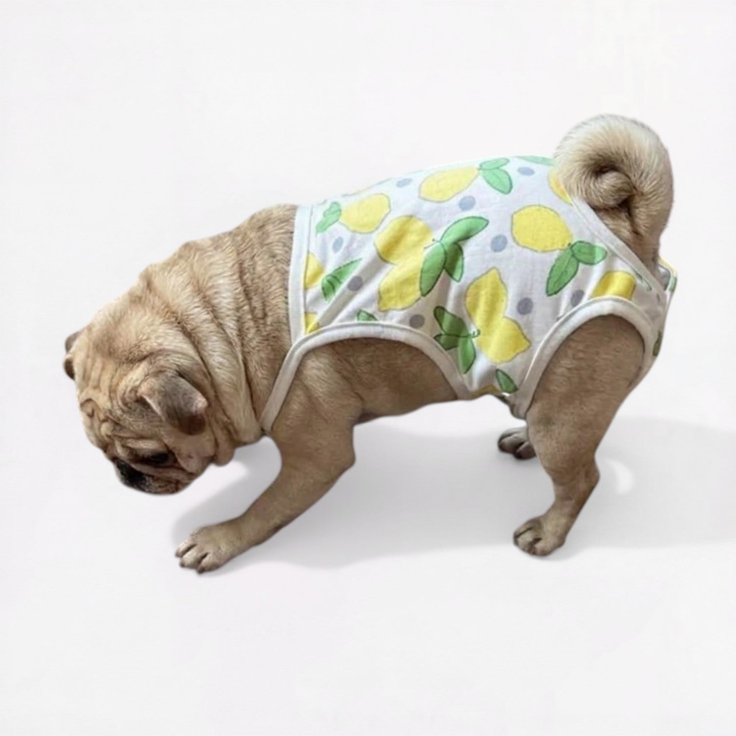 LemoPaw-Pug-Menstrual-Diaper.jpg