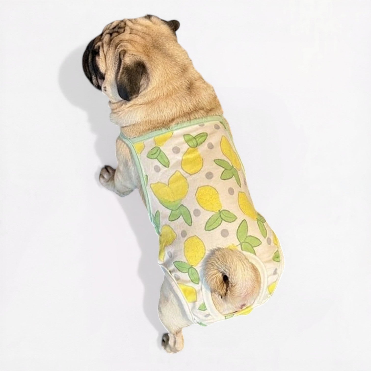 LemoPaw-Pug-Menstrual-Diaper.jpg