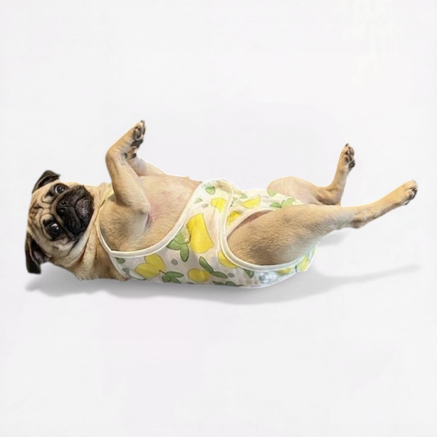 LemoPaw-Pug-Menstrual-Diaper.jpg