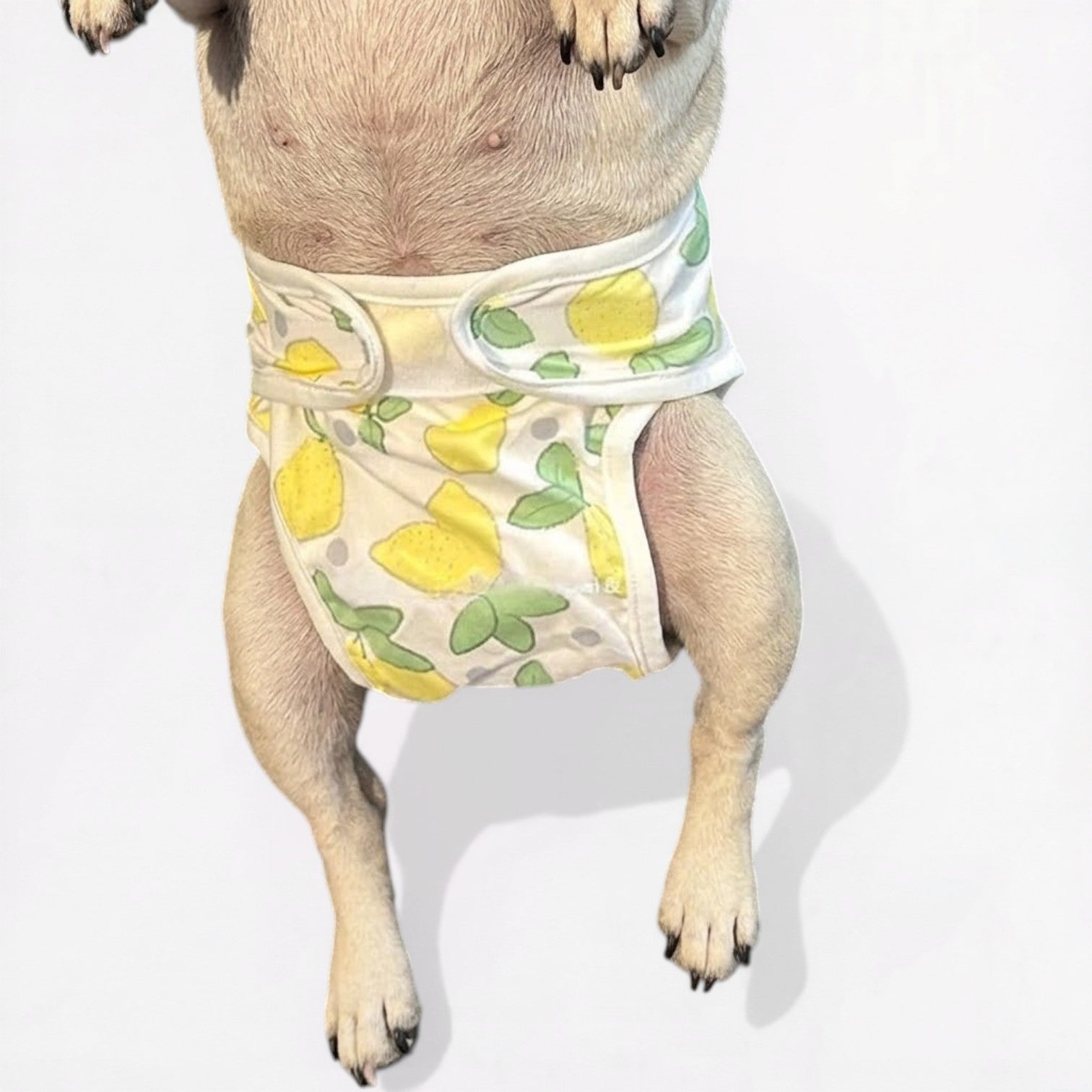 LemoPaw-Pug-Menstrual-Diaper.jpg