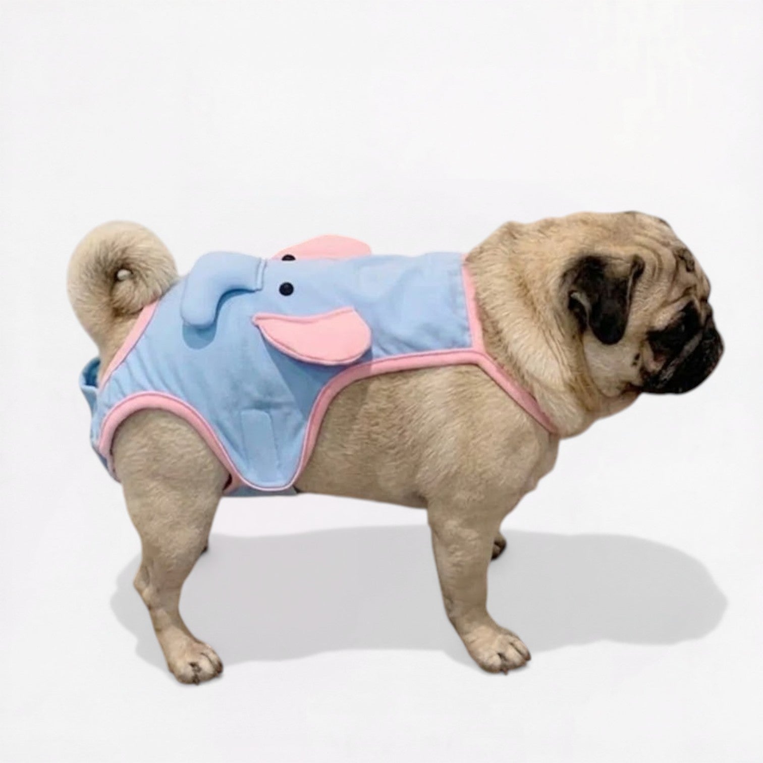 LemoPaw-Pug-Menstrual-Diaper.jpg