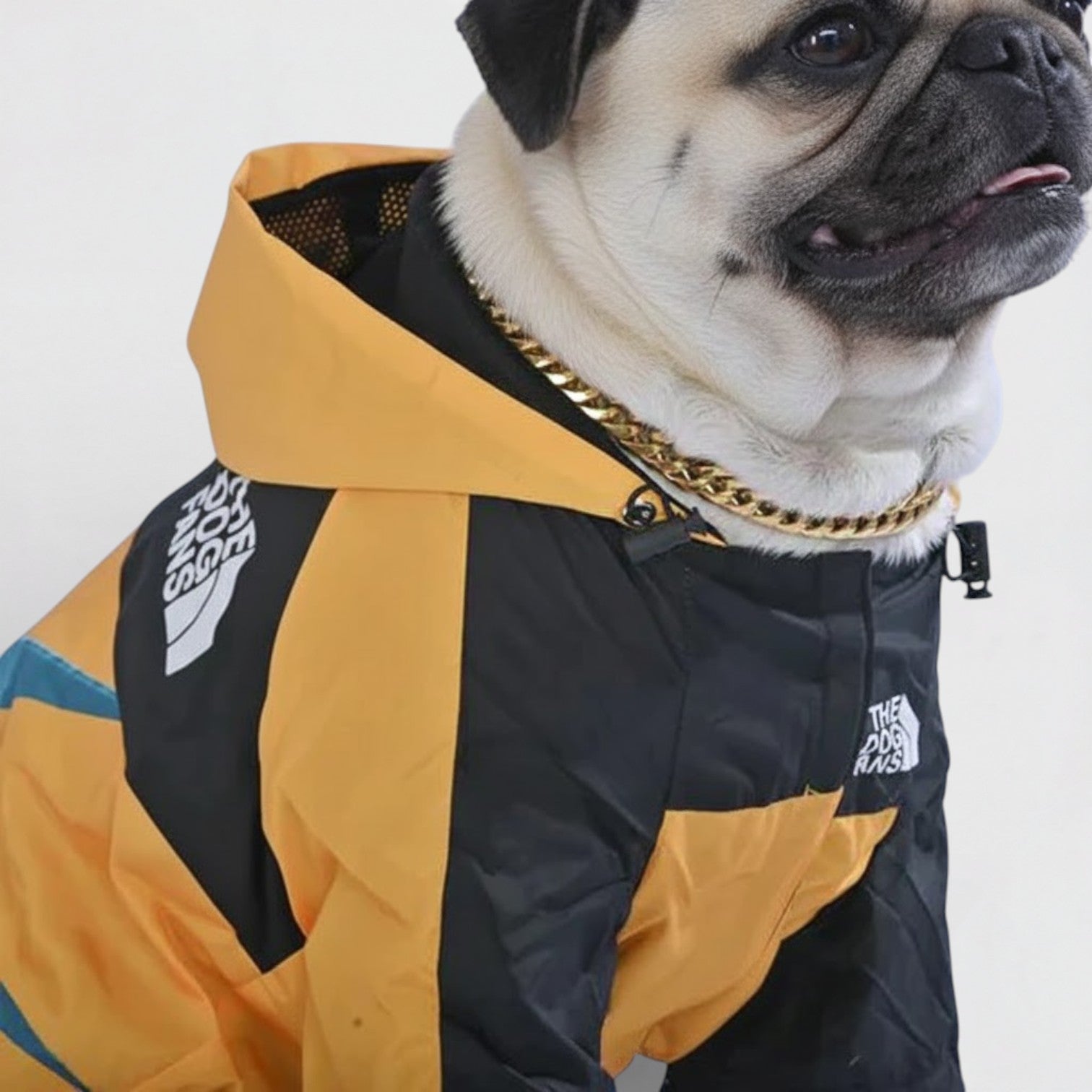 LibertyShield-Pug-Raincoat.jpg