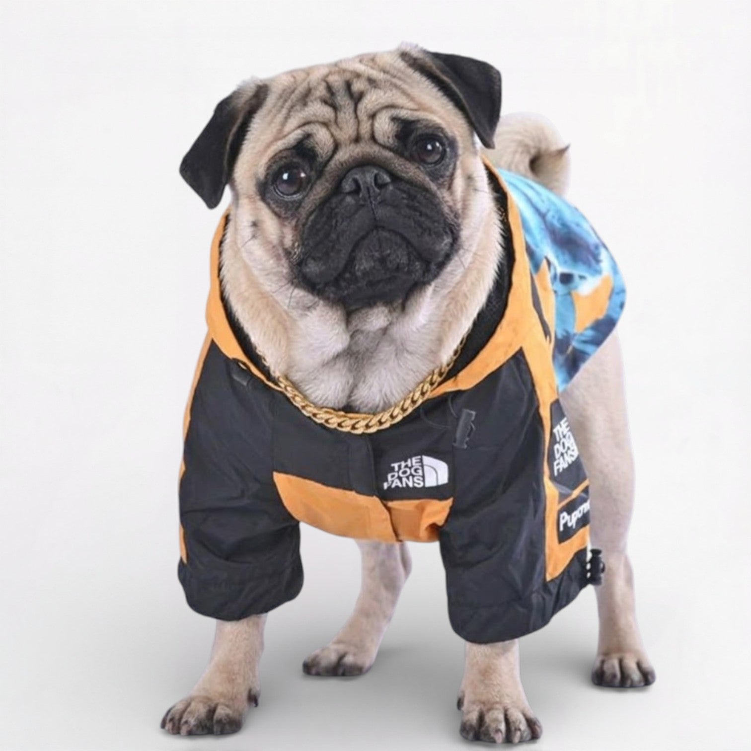 LibertyShield-Pug-Raincoat.jpg