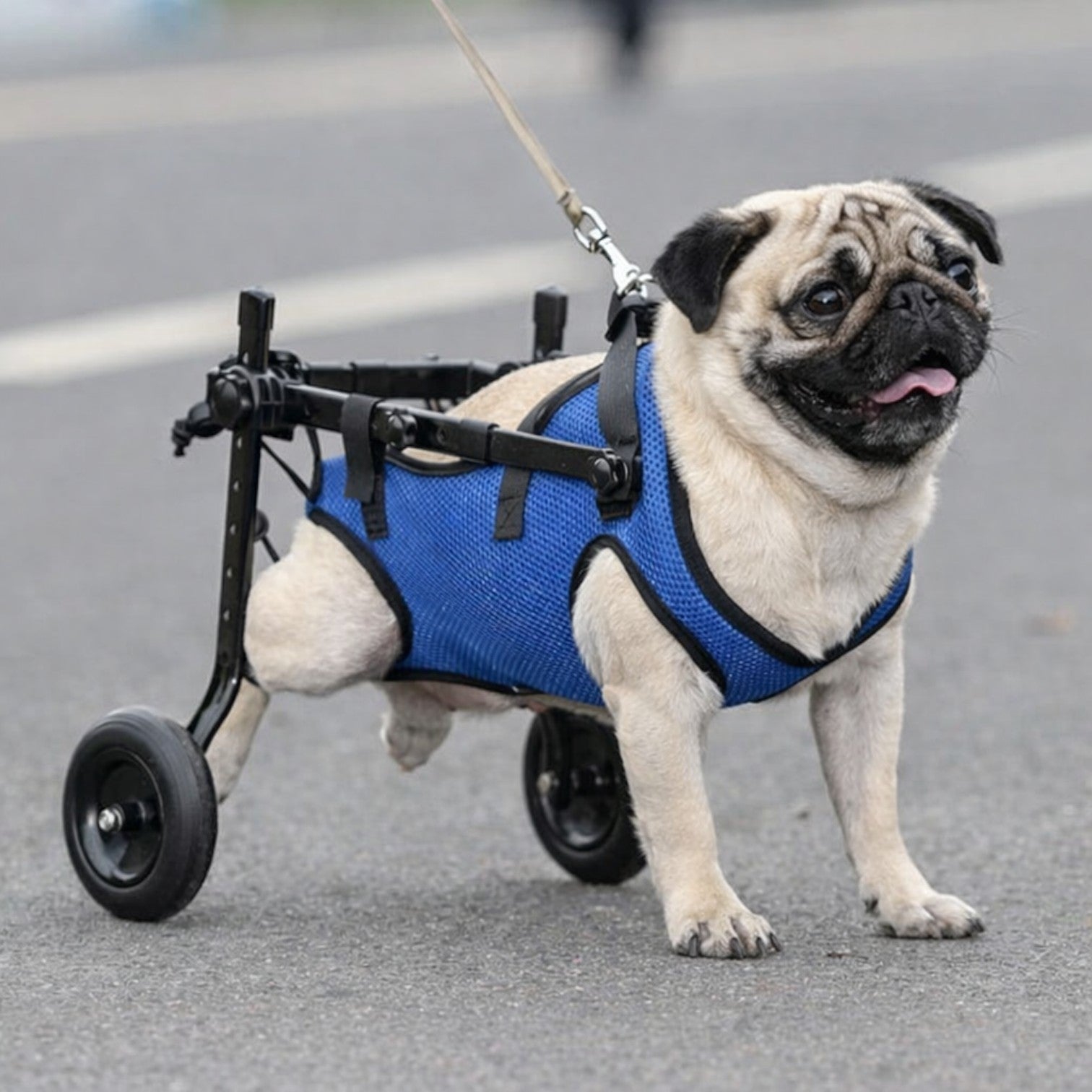 MobilityPup-Pug-Premium-Wheelchair.jpg